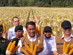 Bulog Jamin Harga, Mentan RI dan Senator Siap Tanam Jagung di Pangkep