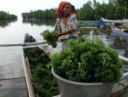 Rumput Laut Desa Bulu Cindea Jadi Sumber Penghidupan Nelayan Berkat Arahan Bupati Pangkep