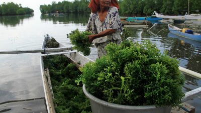 Rumput Laut Desa Bulu Cindea Jadi Sumber Penghidupan Nelayan Berkat Arahan Bupati Pangkep
